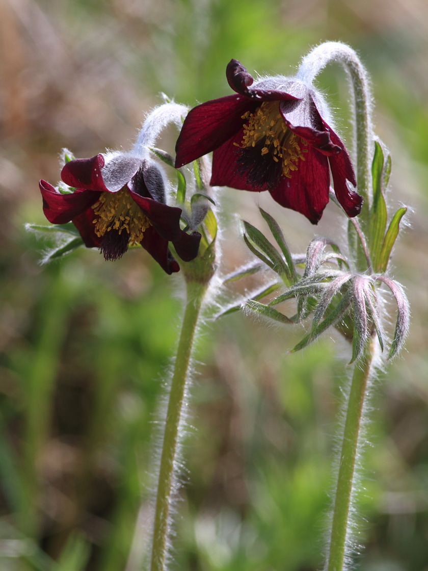 Image of Pulsatilla bohemica specimen.