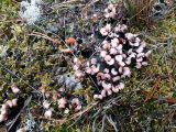 genus Peltigera