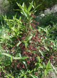 Euonymus semenovii. Цветущее растение. Кыргызстан, Чуйская обл., Аламудунский р-н, долина р. Ала-Арча, правобережный склон. 27.05.2019.