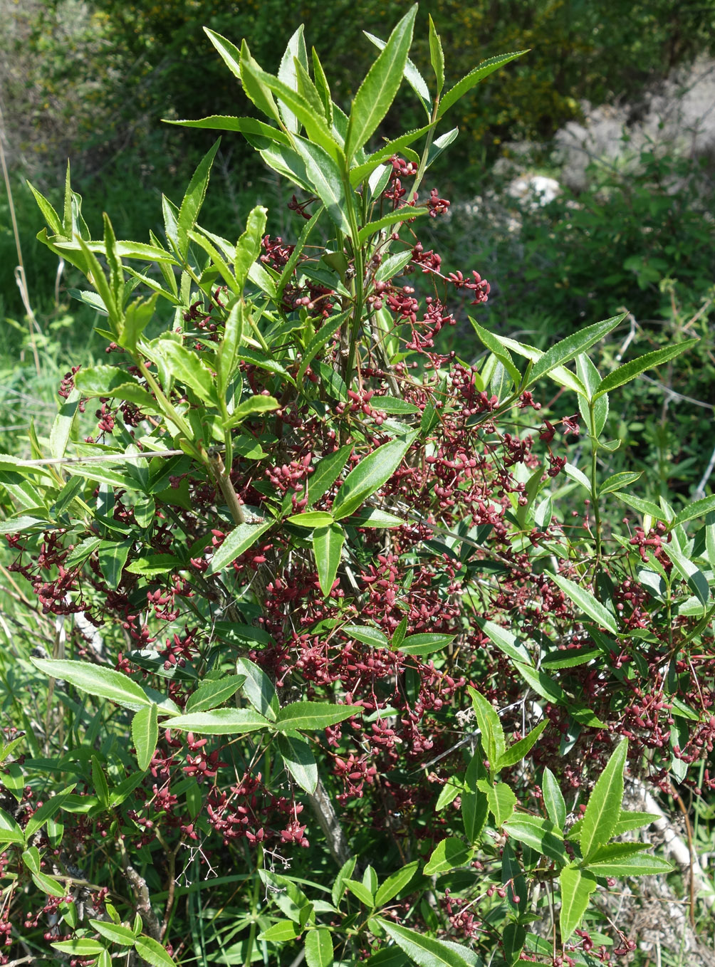 Image of Euonymus semenovii specimen.