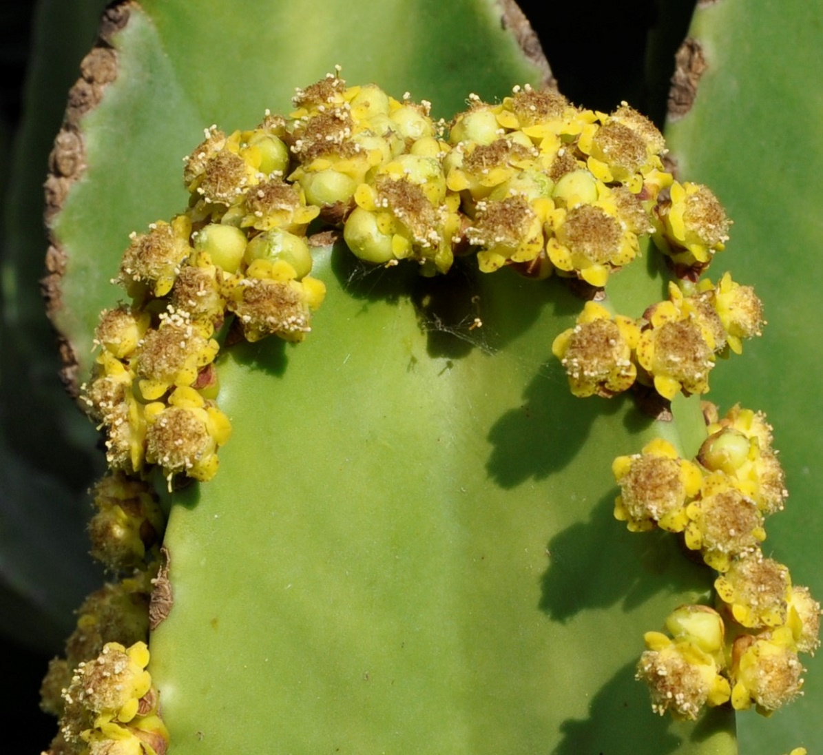 Изображение особи Euphorbia ingens.