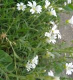 Cerastium arvense