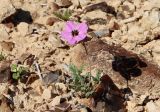 Erodium crassifolium. Мелкое цветущее растение. Израиль, окр. г. Арад, опустыненная фригана на ровной возвышенной каменистой поверхности. 05.03.2020.