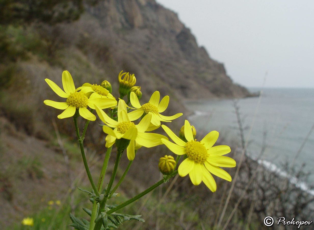 Image of Senecio vernalis specimen.