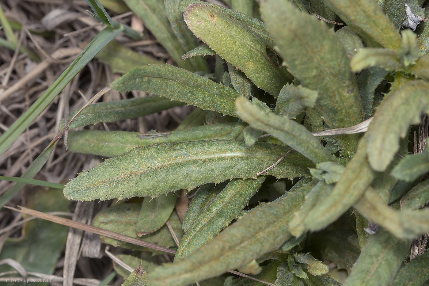 Изображение особи семейство Asteraceae.