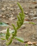 Amaranthus retroflexus. Верхушка побега с соплодием. Чувашия, г. Шумерля. 23 августа 2010 г.