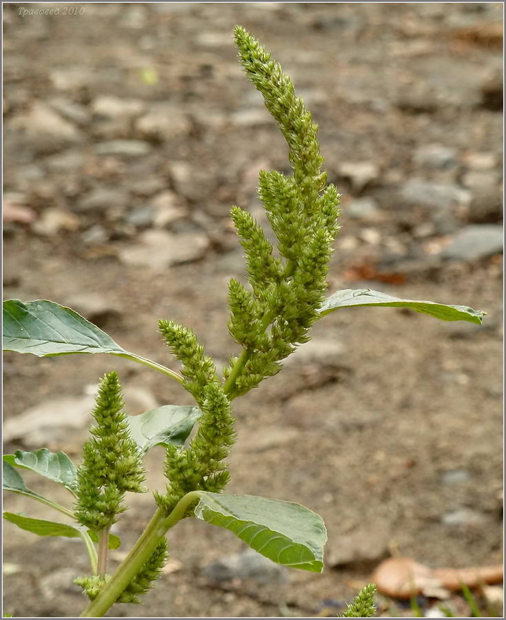 Изображение особи Amaranthus retroflexus.