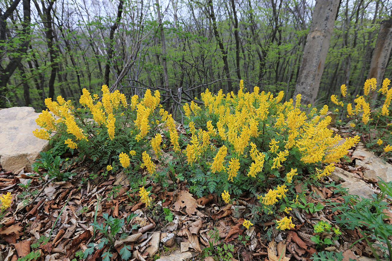 Image of Corydalis speciosa specimen.