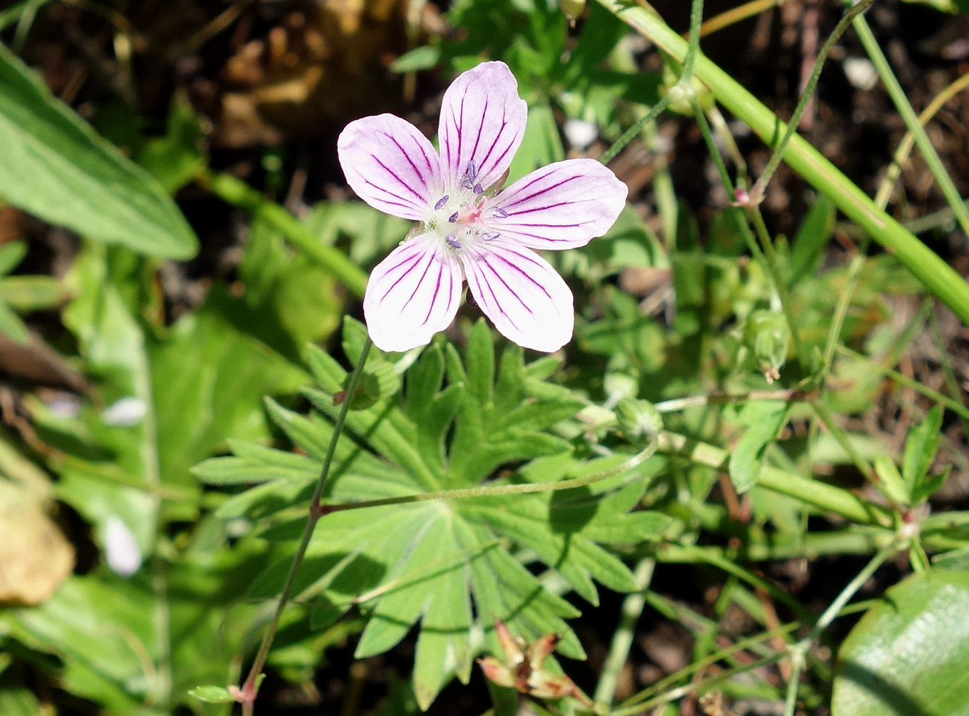 Изображение особи Geranium dahuricum.