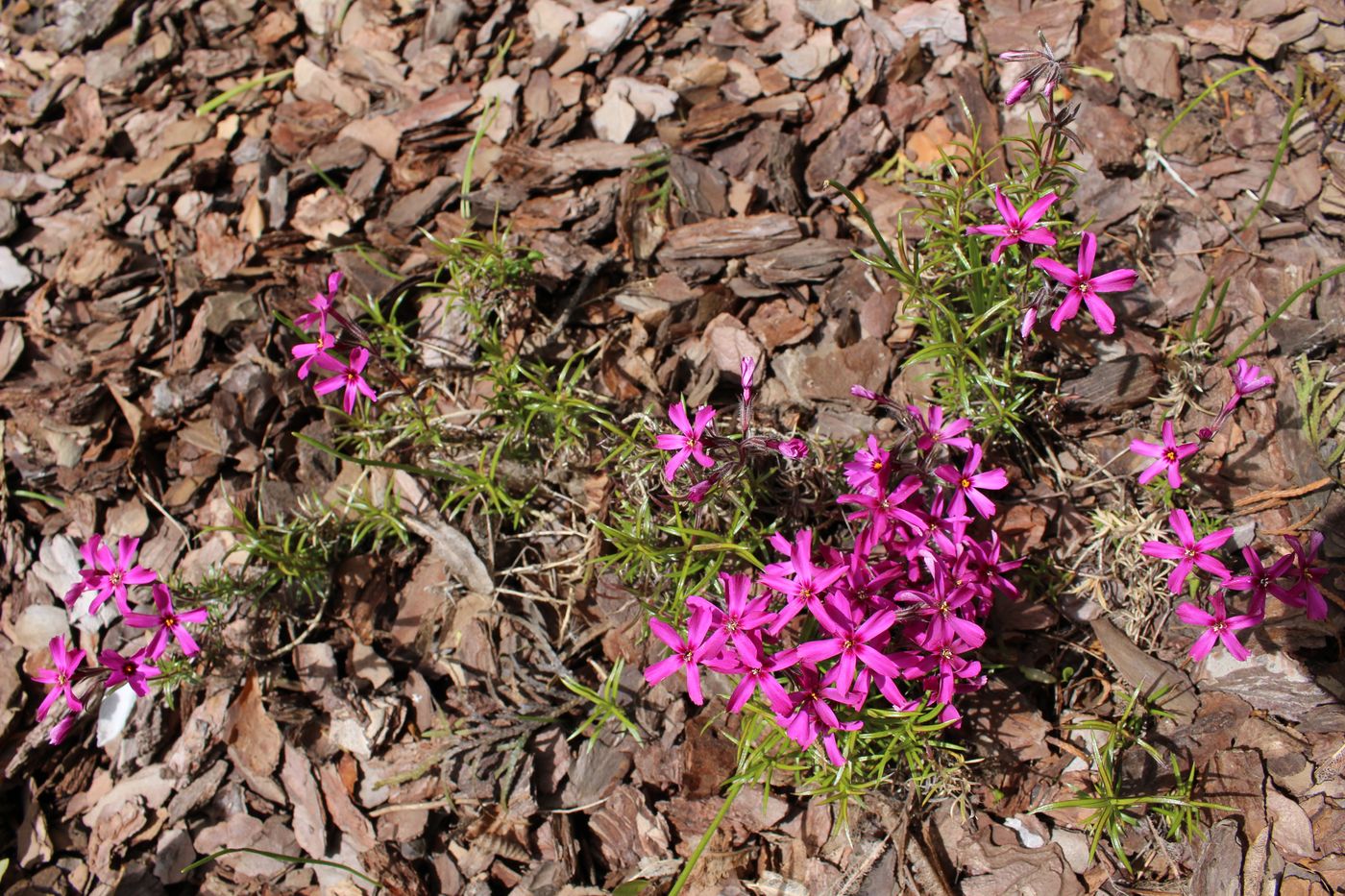 Image of Phlox subulata specimen.