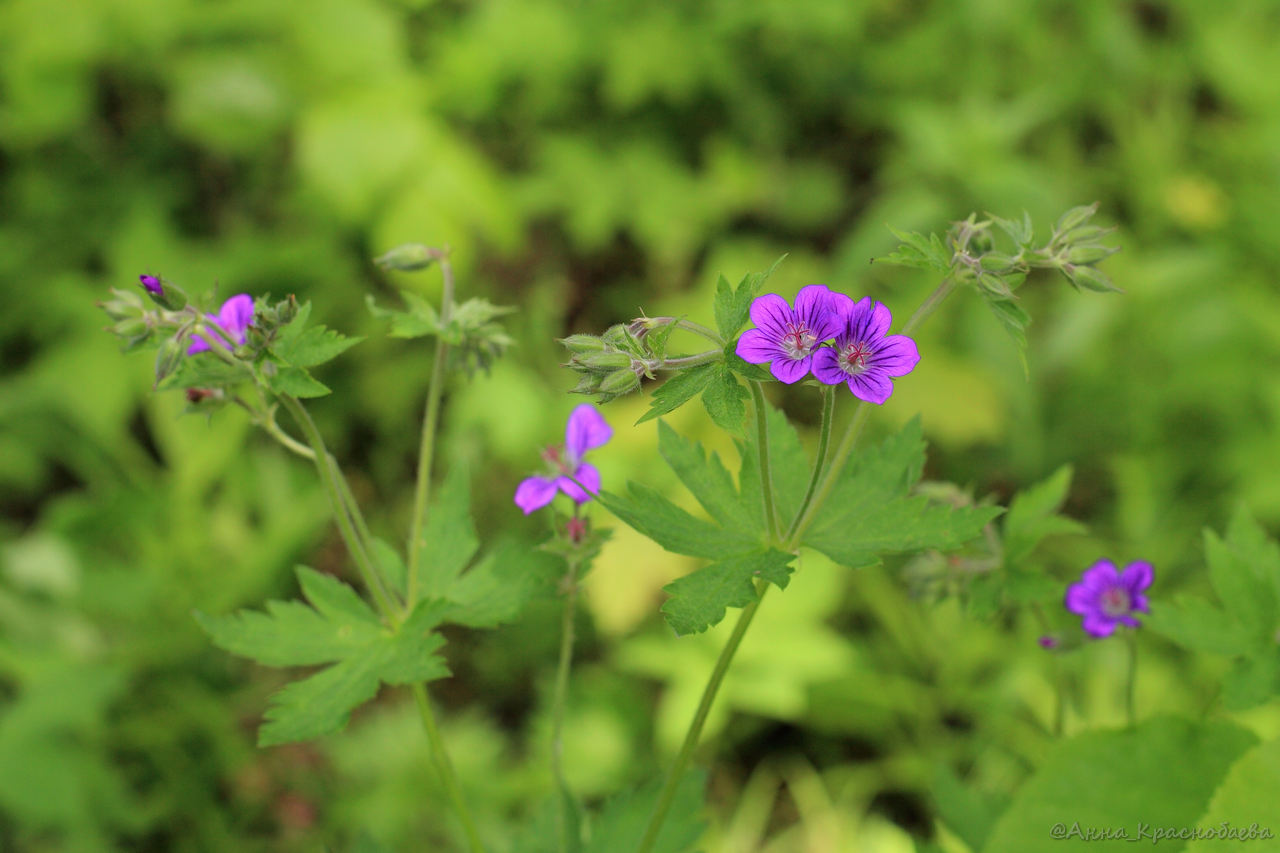 Изображение особи Geranium sylvaticum.