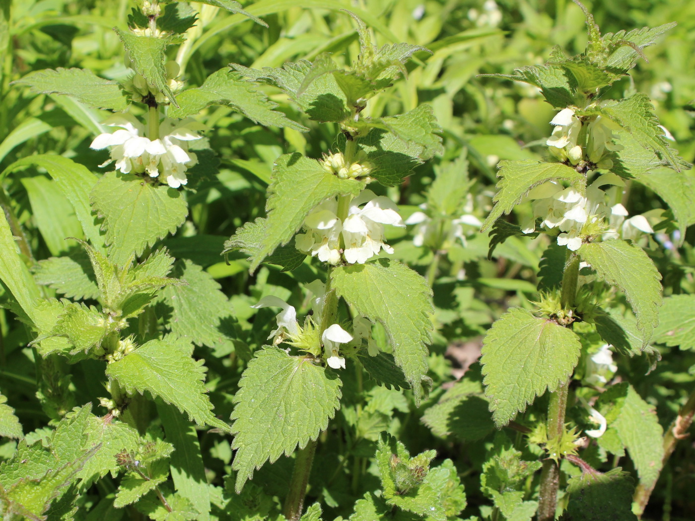 Image of Lamium album specimen.