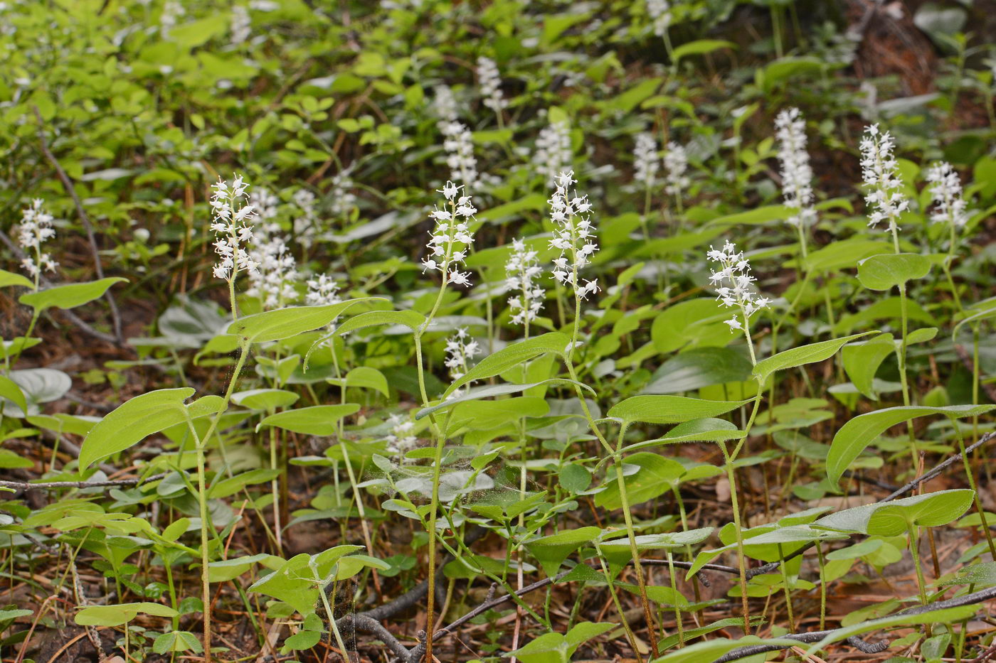 Изображение особи Maianthemum bifolium.