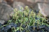 Plantago maritima подвид subpolaris. Генеративные побеги и листья, пробившиеся через засохший таллом бурой водоросли, выброшенной на берег. Мурманская обл., Кольский залив, губа Грязная. 14.06.2020.