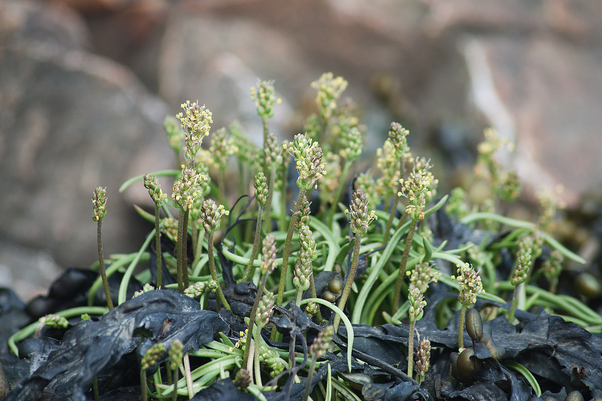 Image of Plantago maritima ssp. subpolaris specimen.