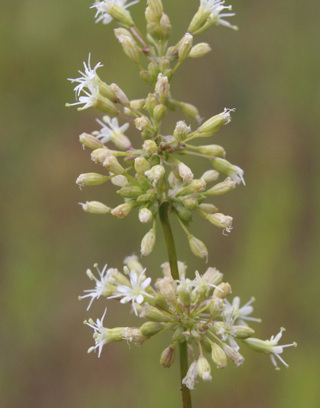 Image of Silene klokovii specimen.