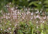 Linnaea borealis