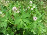 Astrantia major. Верхушки цветущих растений. Беларусь, Минская обл., Минский р-н, Щомыслицкий сельский совет, ботанический памятник природы республиканского значения \"Дубрава\", поляна. 15.07.2020.