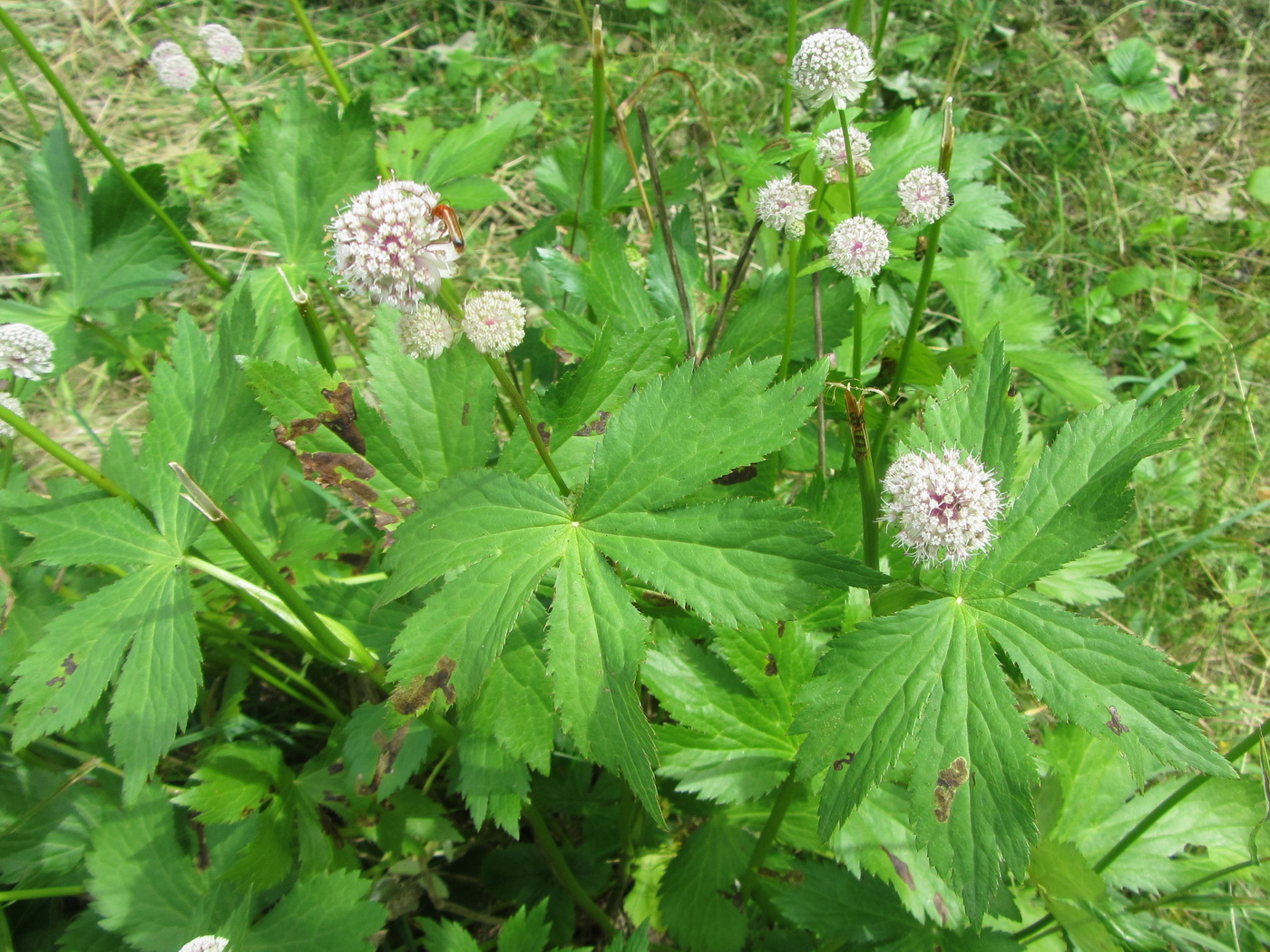 Изображение особи Astrantia major.