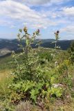Cirsium laniflorum. Цветущее растение. Крым, Байдарская долина, склон горы Чуваш-Кой. 24.07.2020.
