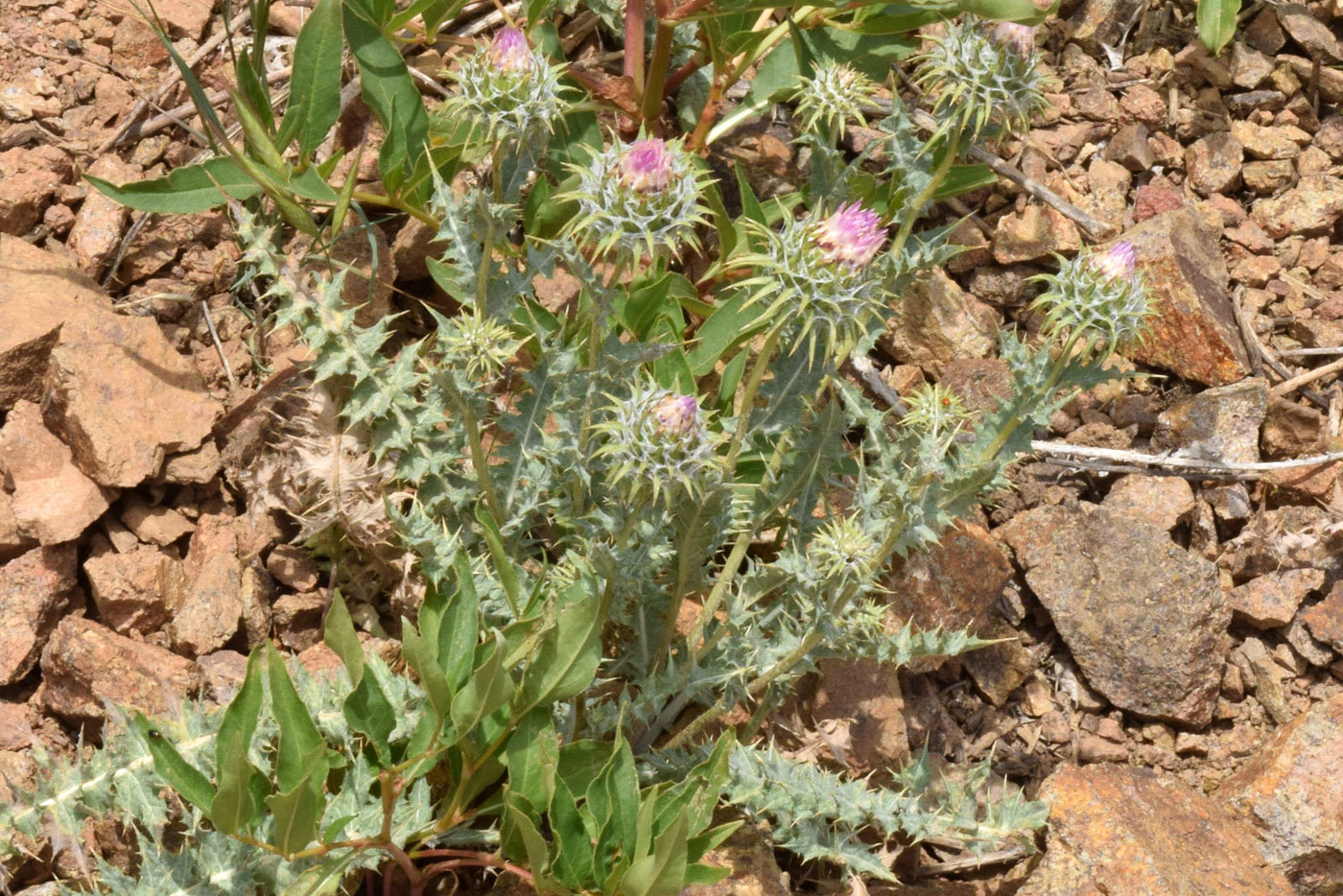 Image of Cousinia tianschanica specimen.