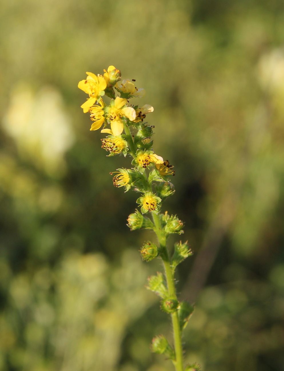 Изображение особи Agrimonia pilosa.