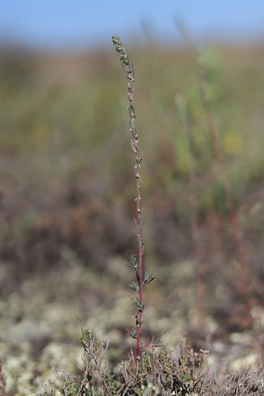 Image of Bassia laniflora specimen.