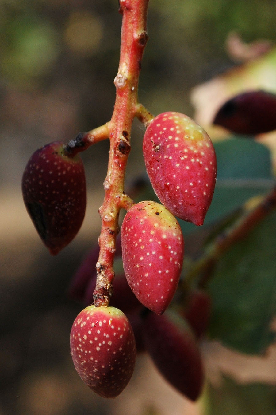 Image of Pistacia vera specimen.