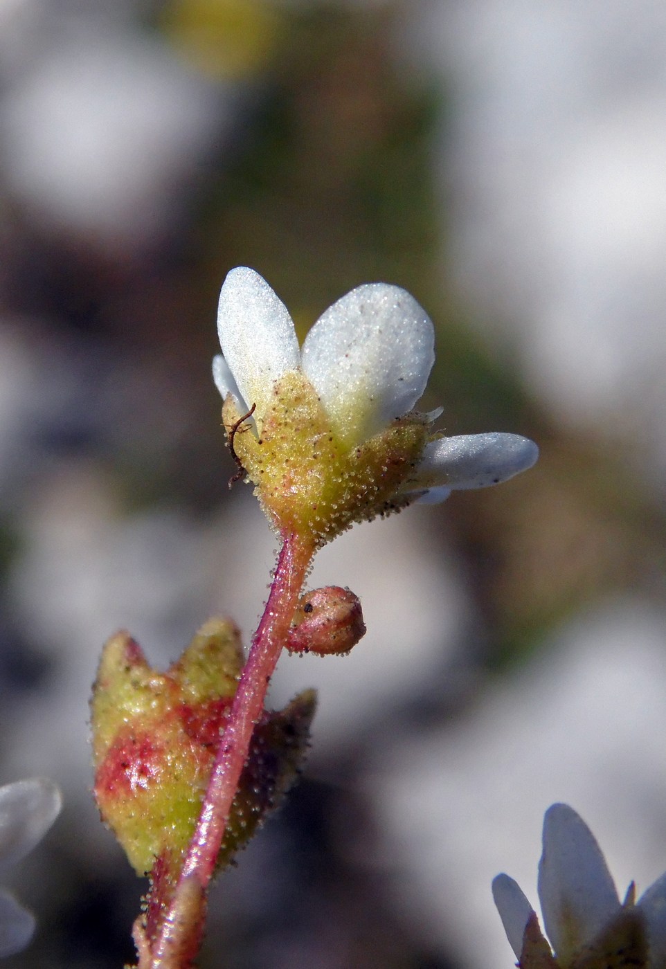 Image of Saxifraga cartilaginea specimen.