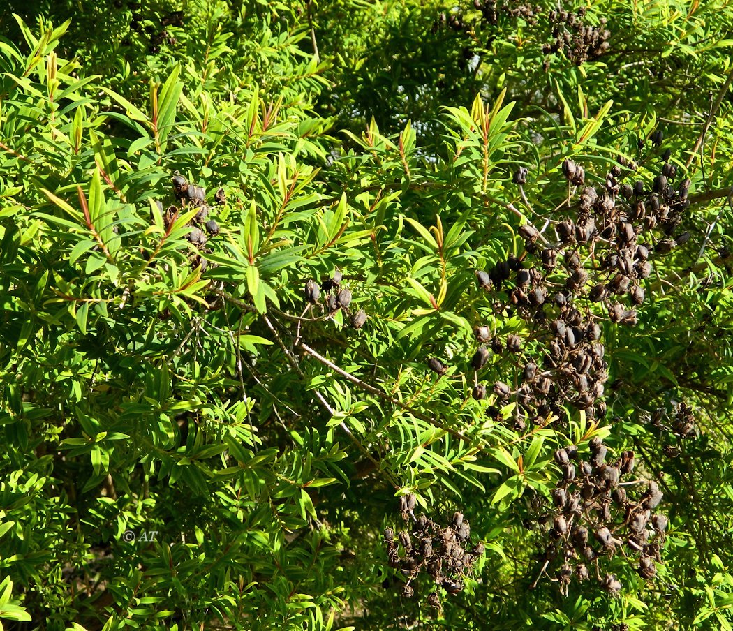 Image of Hypericum canariense specimen.