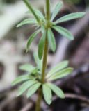 Galium tenuissimum