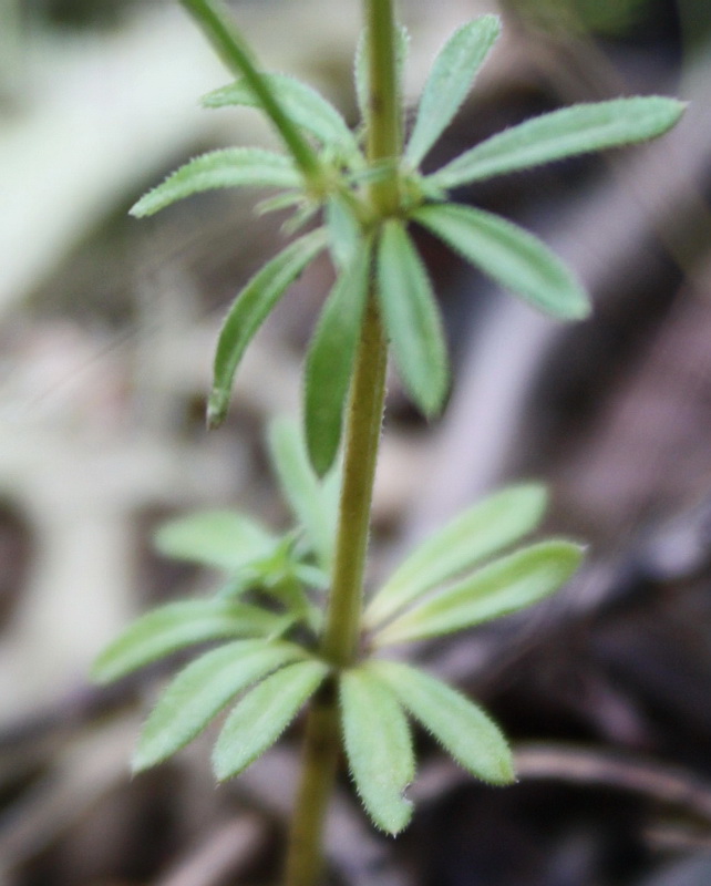 Изображение особи Galium tenuissimum.