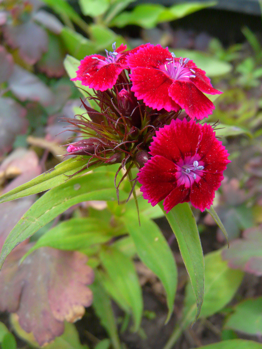 Изображение особи Dianthus barbatus.