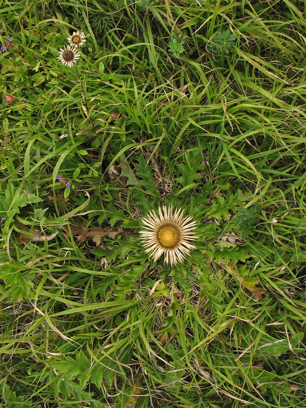 Image of genus Carlina specimen.