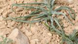 Tragopogon collinus