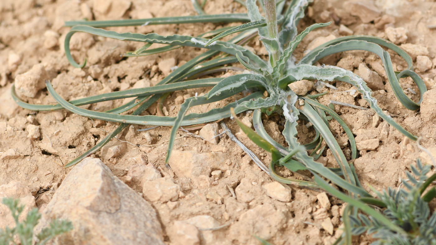 Изображение особи Tragopogon collinus.