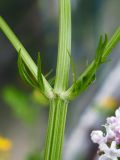 Valeriana wolgensis