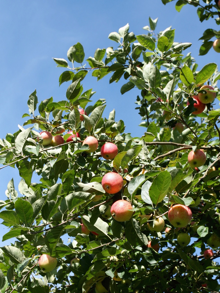 Image of Malus domestica specimen.
