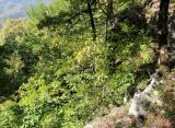 Staphylea colchica. Плодоносящее растение. Краснодарский край, Туапсинский р-н, западный склон горы Семашхо, на скальном уступе в широколиственном лесу. 04.10.2020.