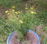 Coreopsis verticillata. Цветущие растения. Тверская обл., г. Тверь, пос. Литвинки, клумба. 26 сентября 2020 г.