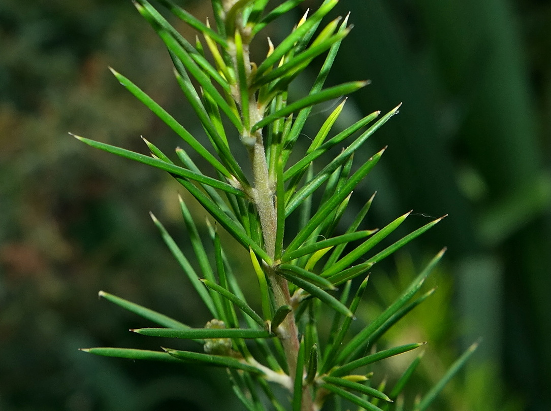 Image of Erica arborea specimen.