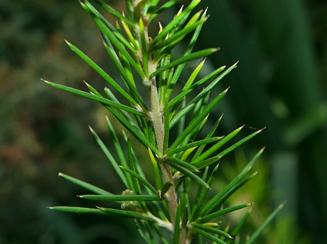 Изображение особи Erica arborea.