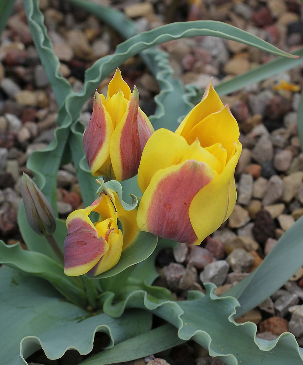 Image of Tulipa hissarica specimen.