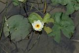 Nymphaea candida