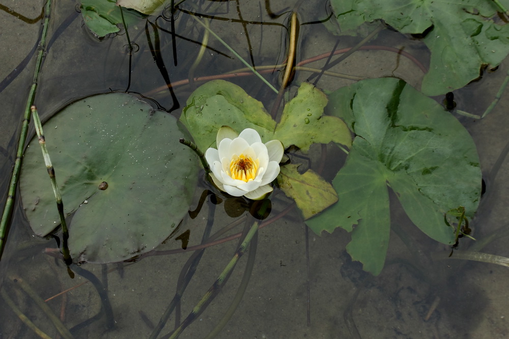 Изображение особи Nymphaea candida.