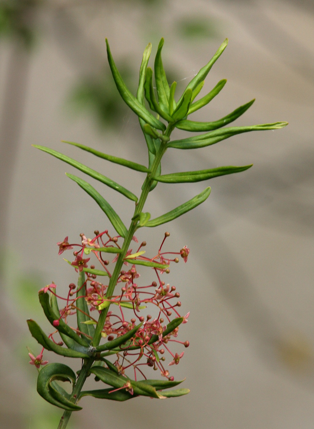 Изображение особи Euonymus koopmannii.