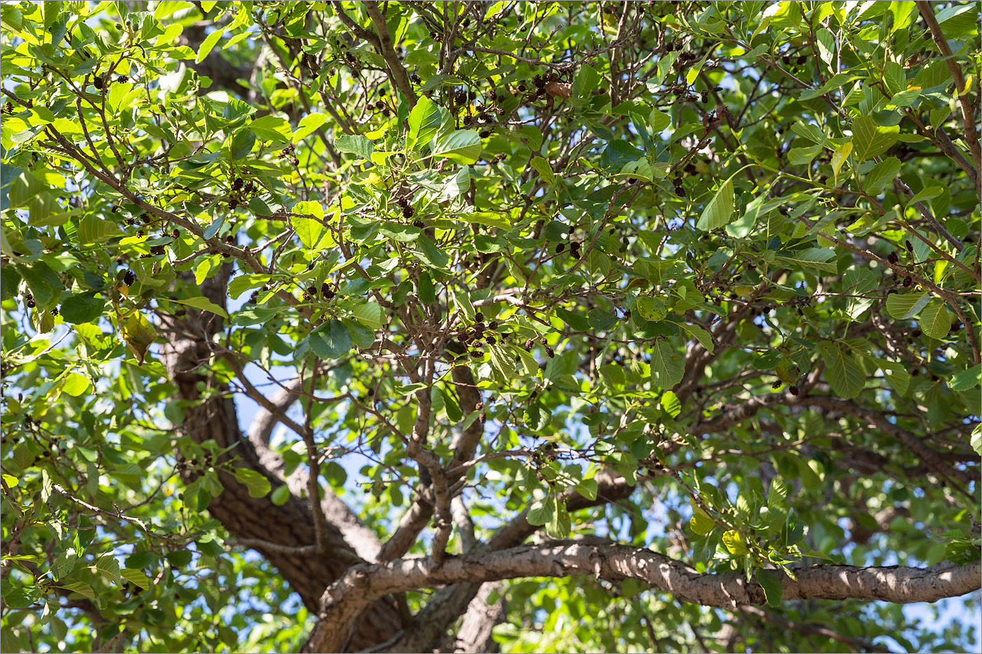 Изображение особи Alnus glutinosa.