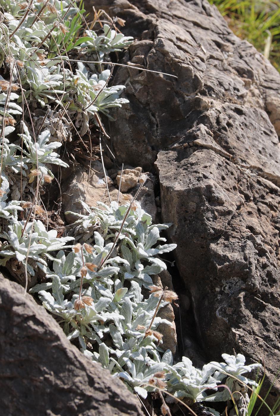 Image of Salvia canescens var. daghestanica specimen.