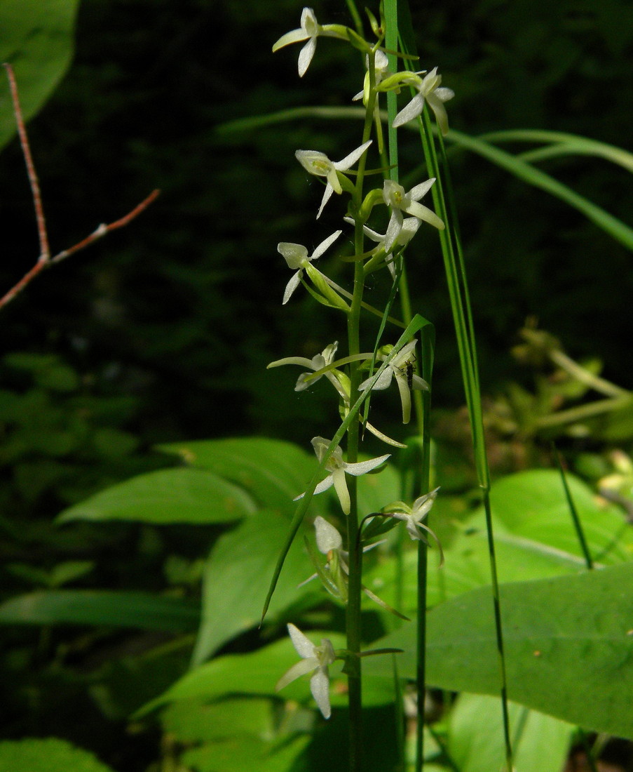 Image of Platanthera bifolia specimen.