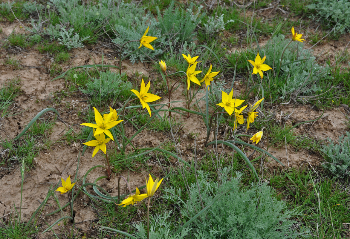 Изображение особи Tulipa biebersteiniana.